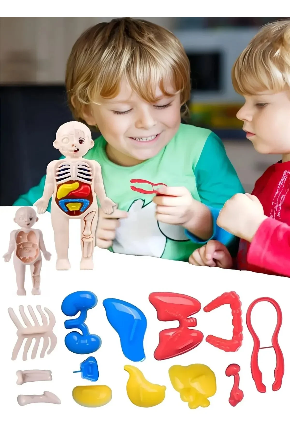 Educational Toy Human Body Anatomy Organ Puzzle Jigsaw Puzzle Montessori